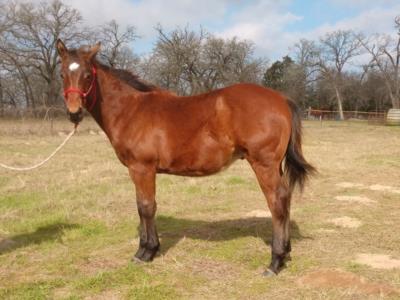 Rajah Reed JW <BR> AQHA 5947395